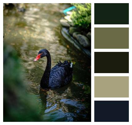 Black Swan Bird Ornithology Image